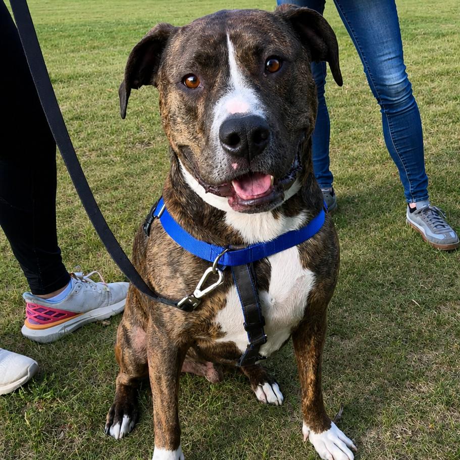 586 (2025) Bo, a Adoptable Mixed Breed in Parker, CO image 1/6