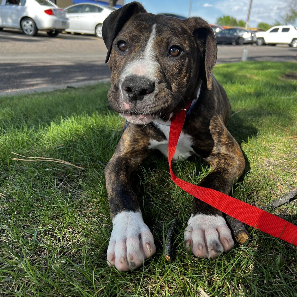 586 (2025) Bo, Adoptable, Adult Male Mixed Breed.