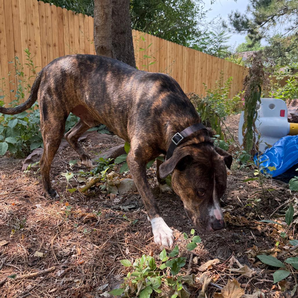 Enlarge 586 (2025) Bo, a Adoptable Mixed Breed in Parker, CO image 2/6