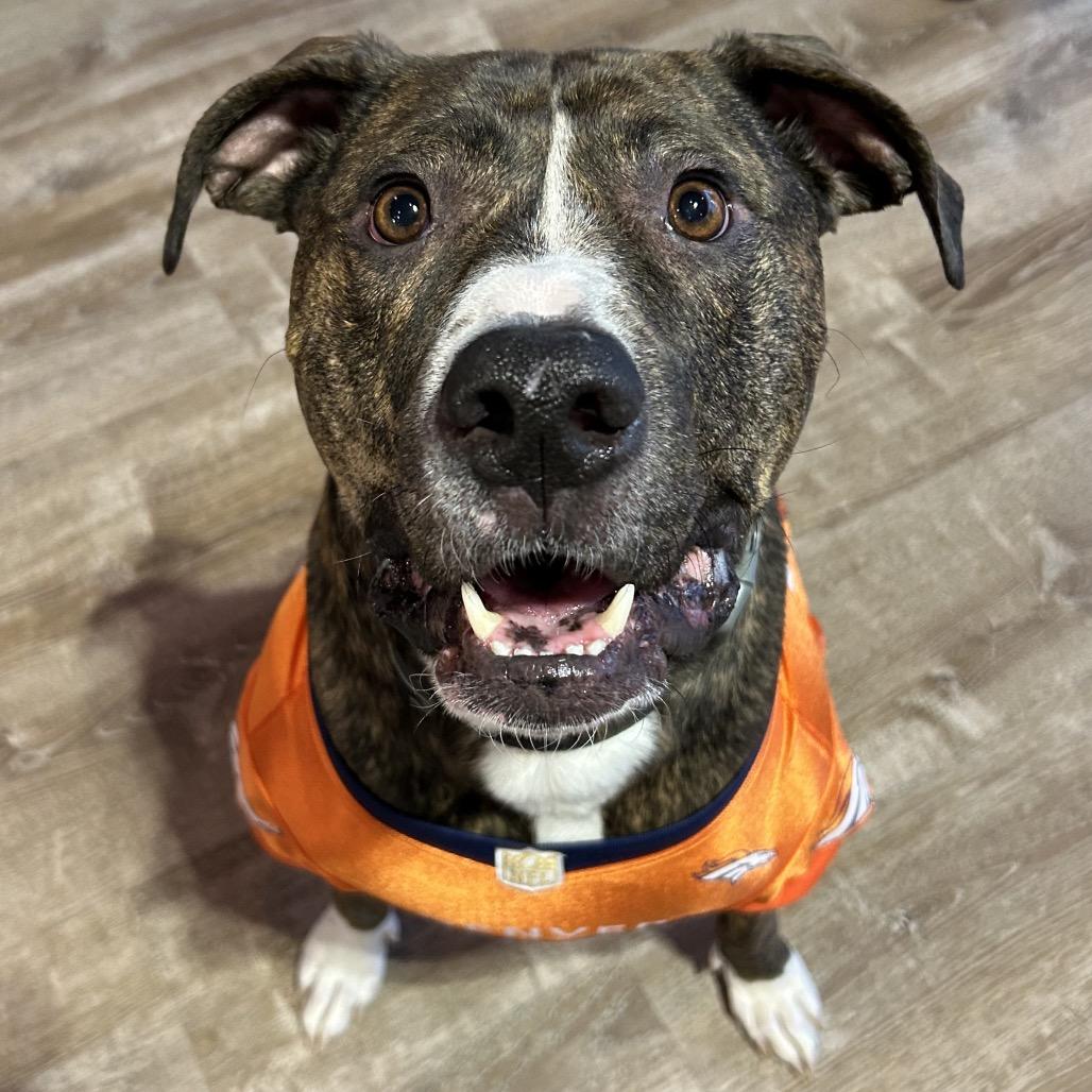 Enlarge 586 (2025) Bo, a Adoptable Mixed Breed in Parker, CO image 3/6