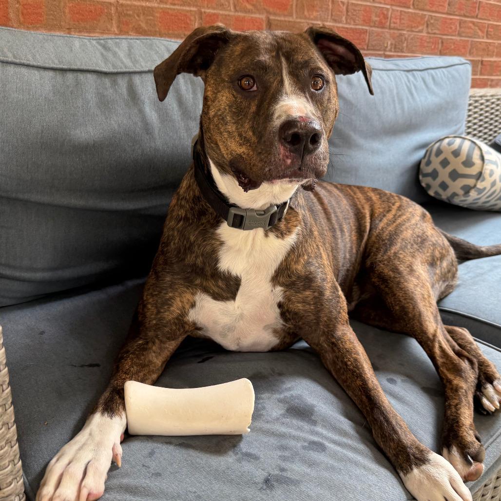 586 (2025) Bo, Adoptable, Adult Male Mixed Breed.