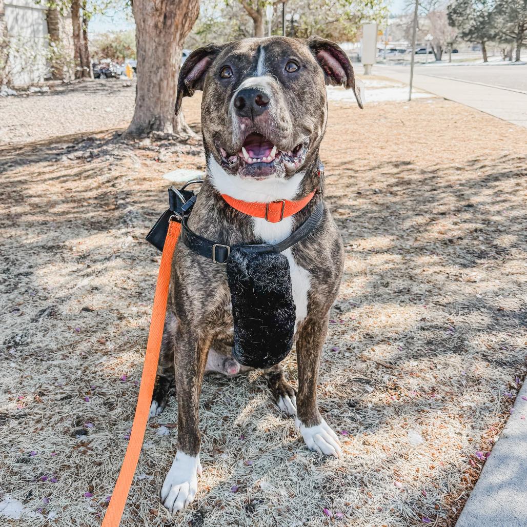 Enlarge 586 (2025) Bo, a Adoptable Mixed Breed in Parker, CO image 2/6