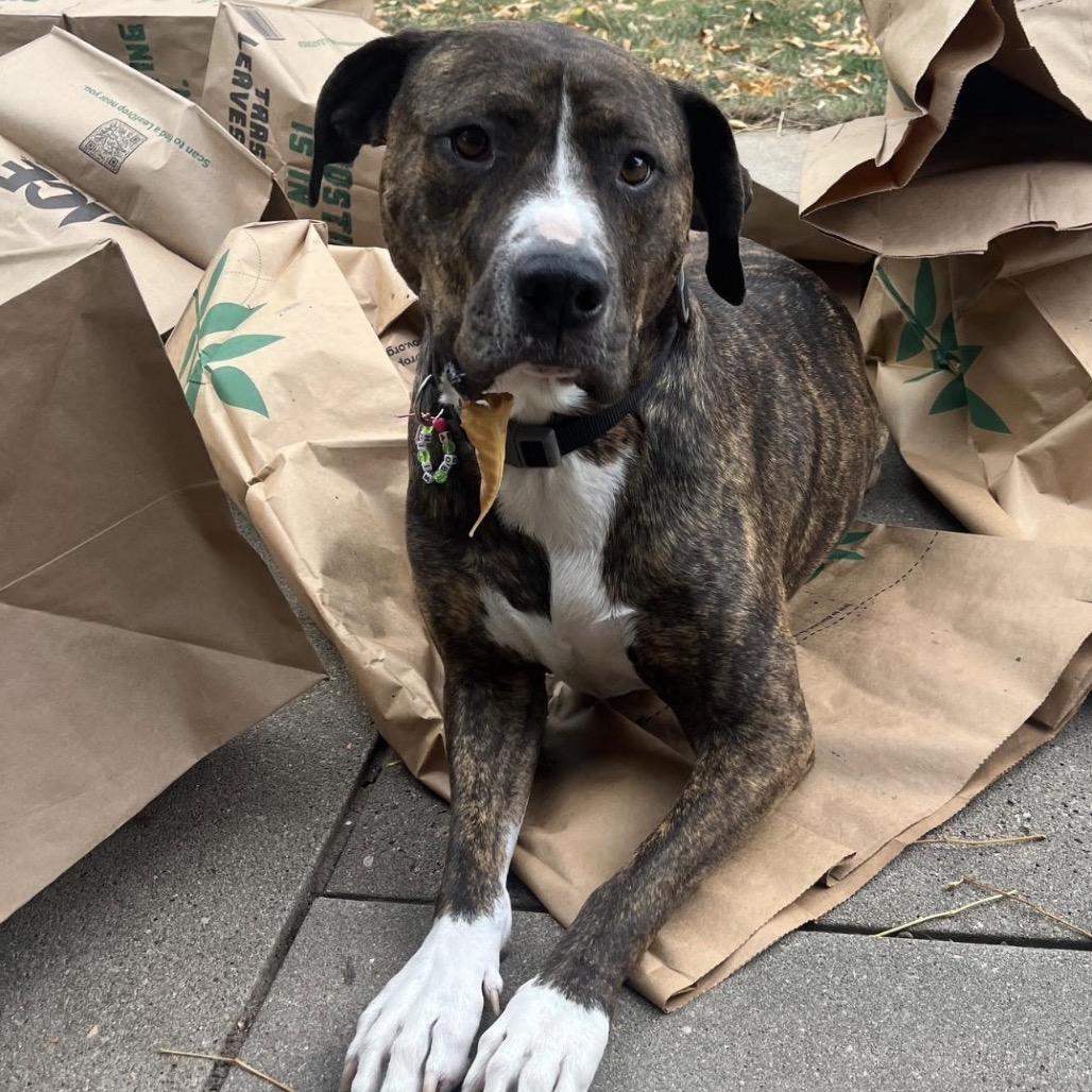 Enlarge 586 (2025) Bo, a Adoptable Mixed Breed in Parker, CO image 4/6