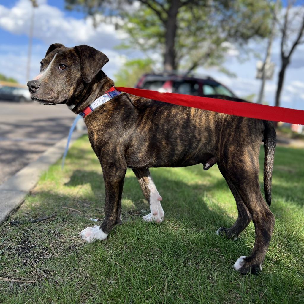 Enlarge 586 (2025) Bo, a Adoptable Mixed Breed in Parker, CO image 5/6