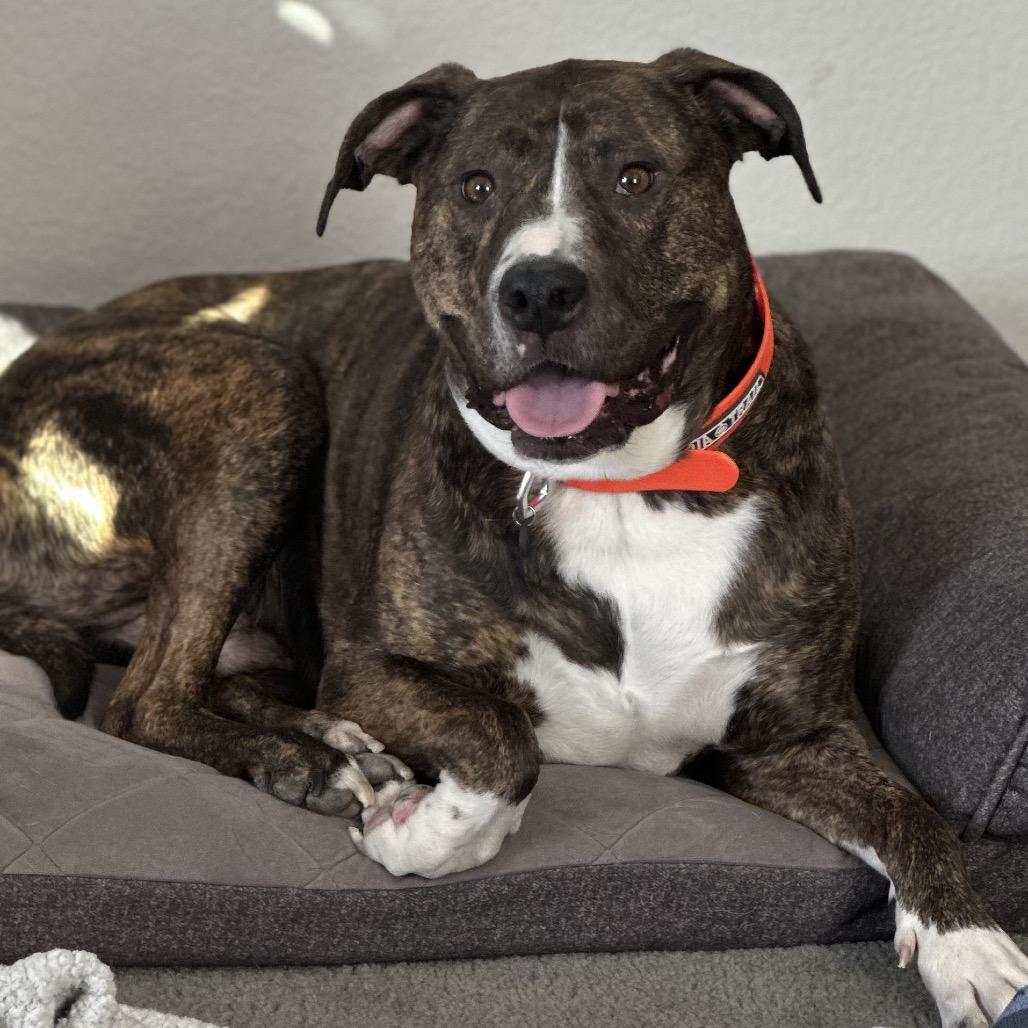 Enlarge 586 (2025) Bo, a Adoptable Mixed Breed in Parker, CO image 2/6