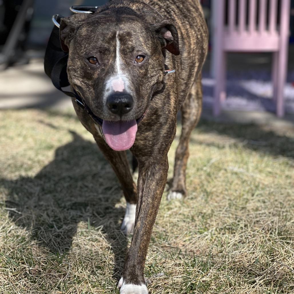 Enlarge 586 (2025) Bo, a Adoptable Mixed Breed in Parker, CO image 4/6