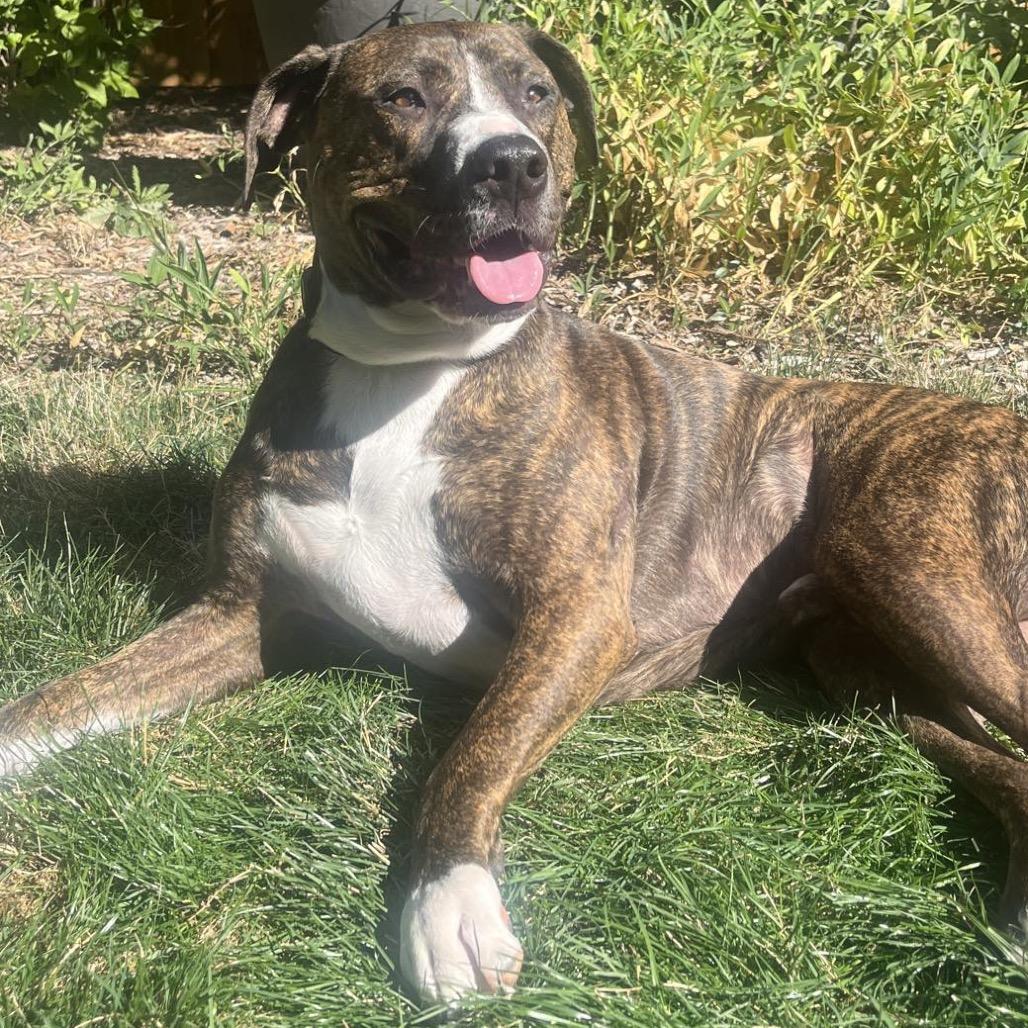 Enlarge 586 (2025) Bo, a Adoptable Mixed Breed in Parker, CO image 5/6