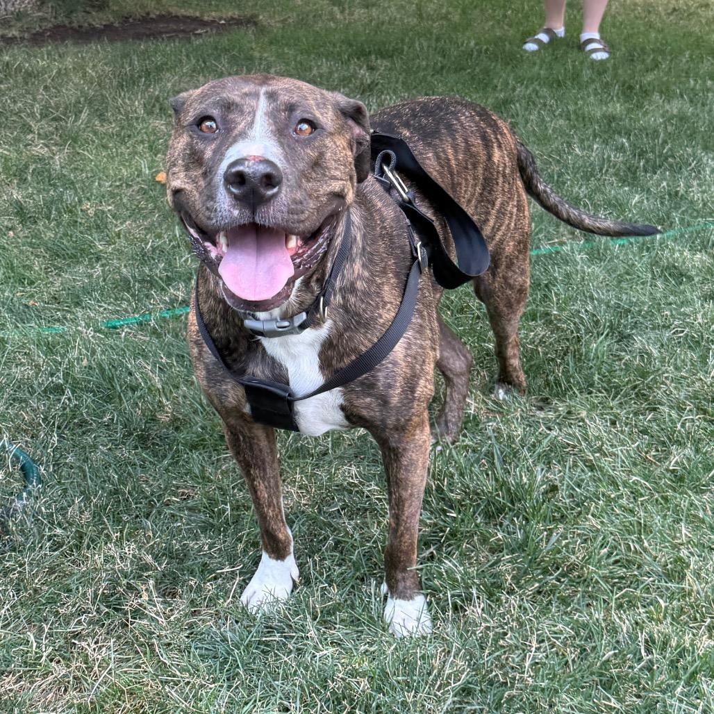 586 (2025) Bo, Adoptable, Adult Male Mixed Breed.