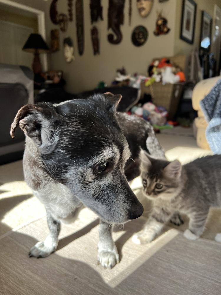 Enlarge Shadow & Sandy BONDED PAIR, a Adoptable mixed breed in Youngsville, NC image 1/6