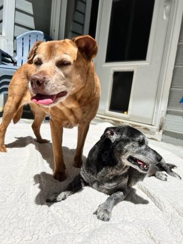 Enlarge Shadow & Sandy BONDED PAIR, a Adoptable mixed breed in Youngsville, NC image 3/6