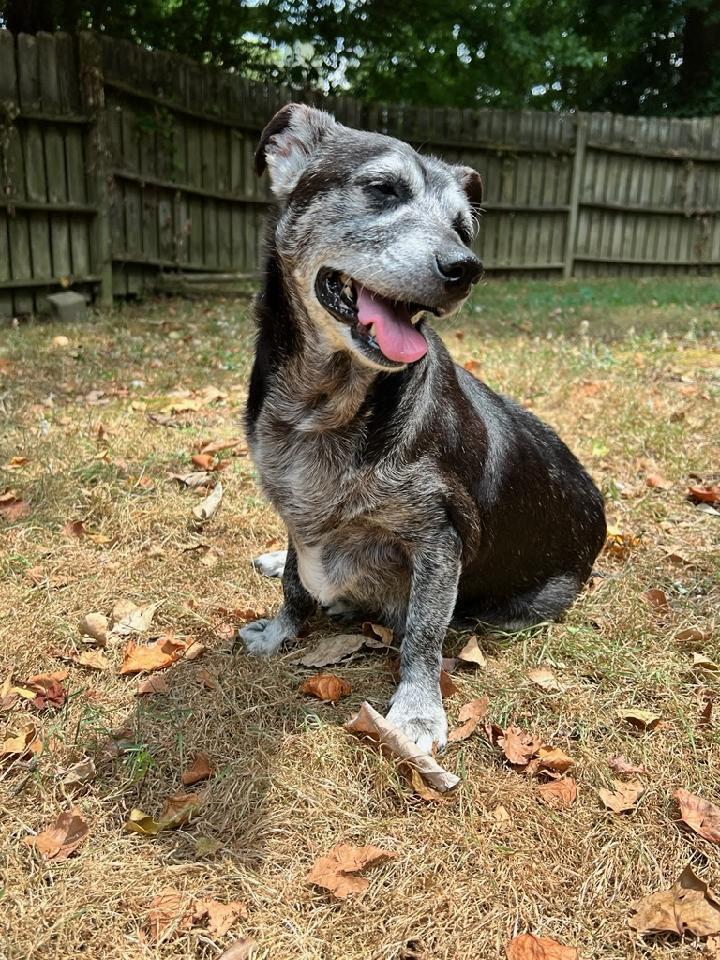 Shadow & Sandy Bonded thumbnail 4