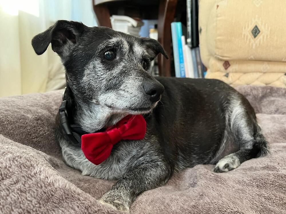 Enlarge Shadow & Sandy BONDED PAIR, a Adoptable mixed breed in Youngsville, NC image 5/6