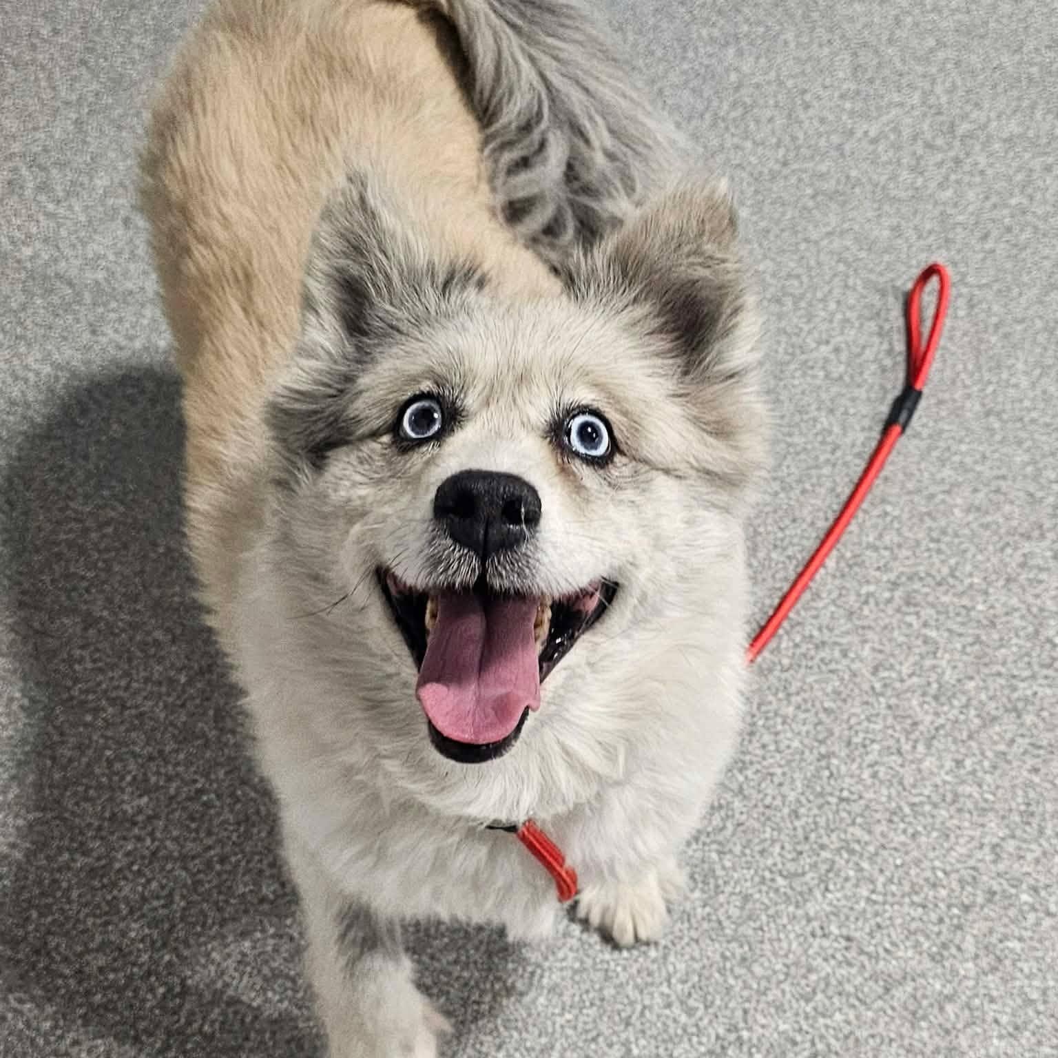 Zelda , adopted, Senior Female Pomsky.