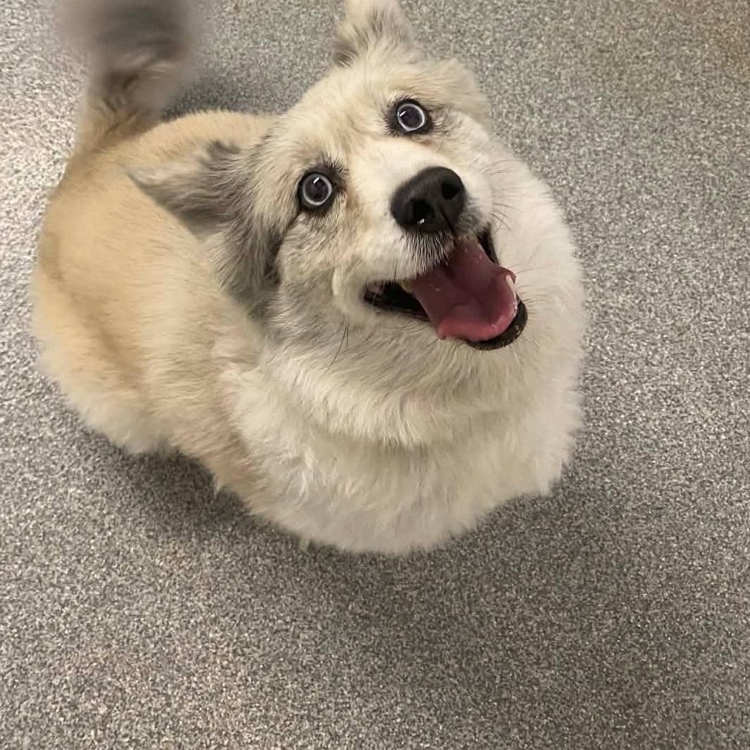 Enlarge Zelda , an adopted Pomsky in Minooka, IL image 2/2