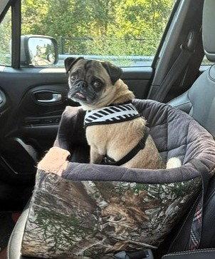 Vinny, Adoptable, Adult Male Pug.