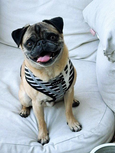 Vinny, a Adoptable Pug in Pelham, MA image 2/3