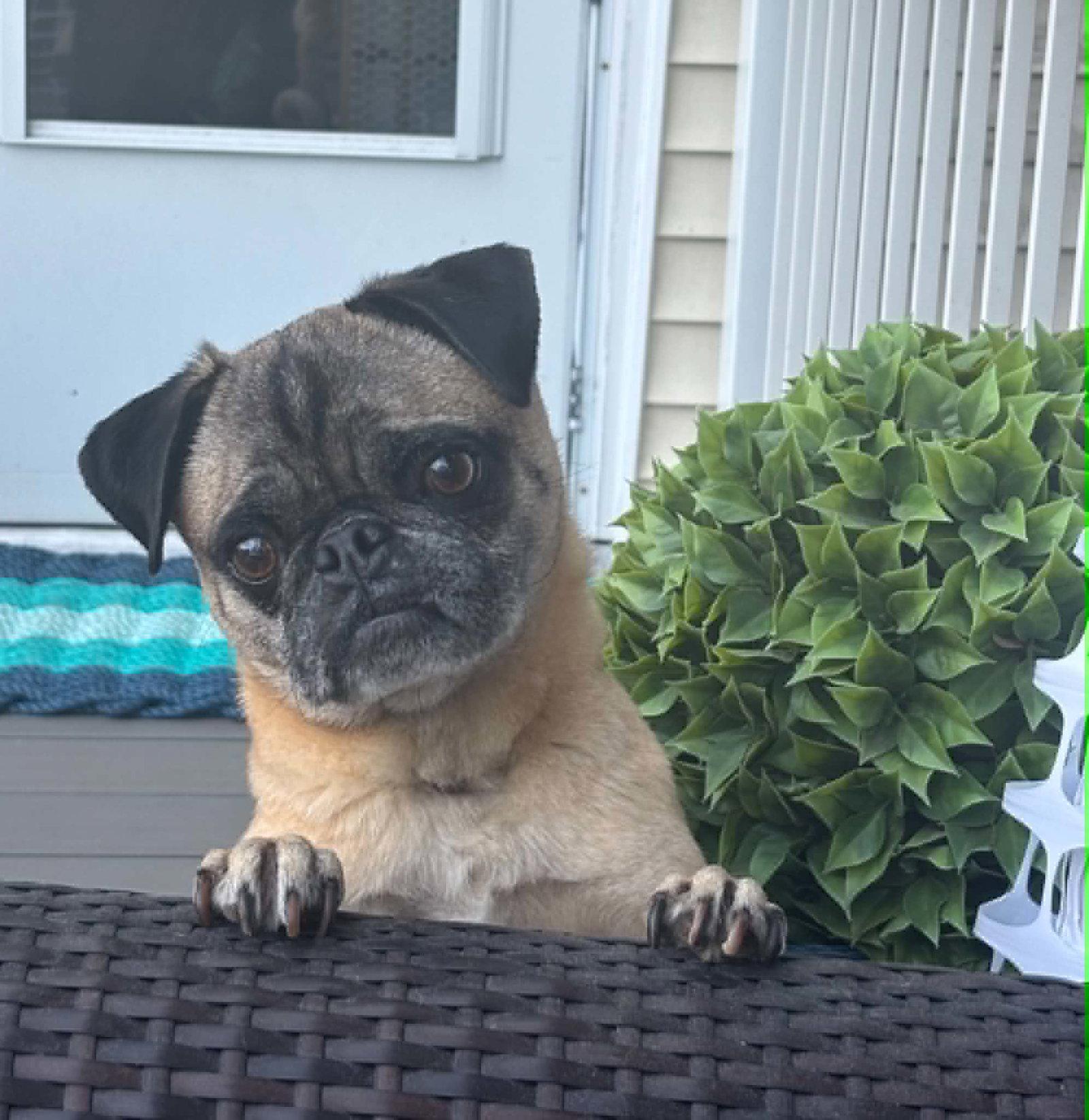 Vinny, a Adoptable Pug in Pelham, MA image 3/3