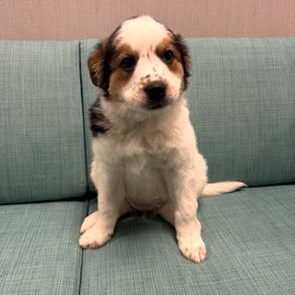 Koa, adopted, Puppy Female Great Pyrenees & Anatolian Shepherd.