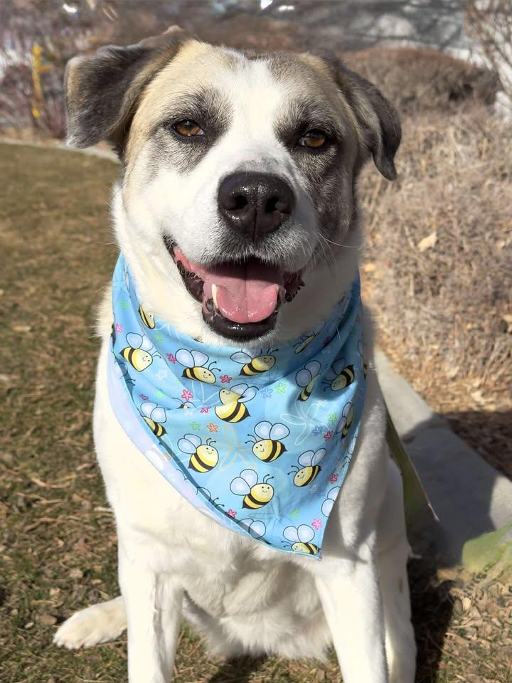 Sequoia, ADOPTABLE, Adult Female Great Pyrenees.