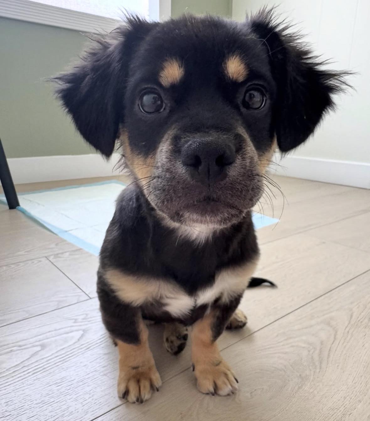 Enlarge Lily, an adopted mixed breed in Pasadena, CA image 1/5
