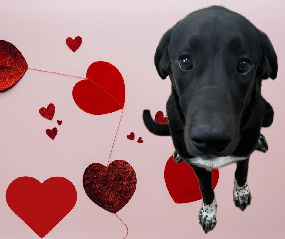 Apollo, a Adoptable mixed breed in Albion, NY image 2/3