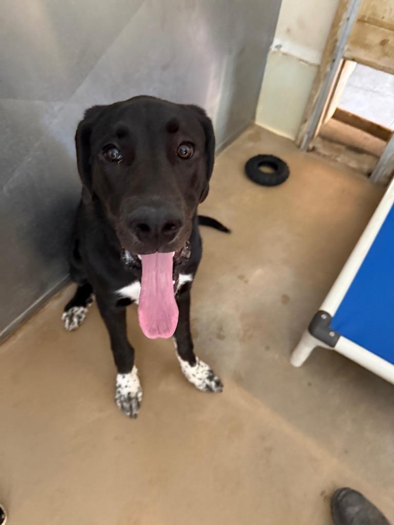 Enlarge Apollo, a Adoptable mixed breed in Albion, NY image 2/2