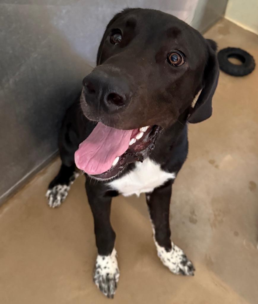 Apollo, a Adoptable mixed breed in Albion, NY image 3/3