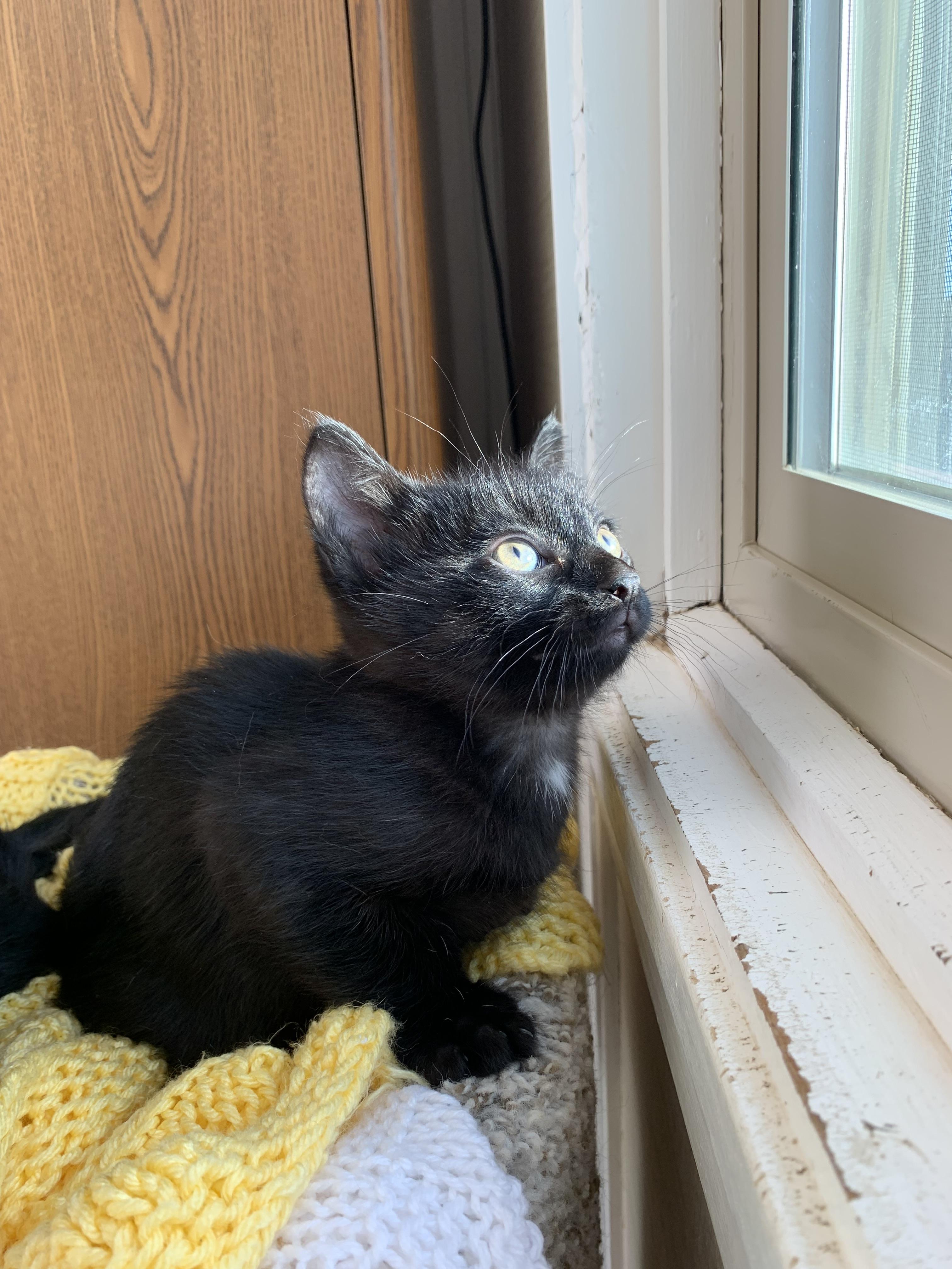 Parker, ADOPTABLE, Young Male Domestic Short Hair.