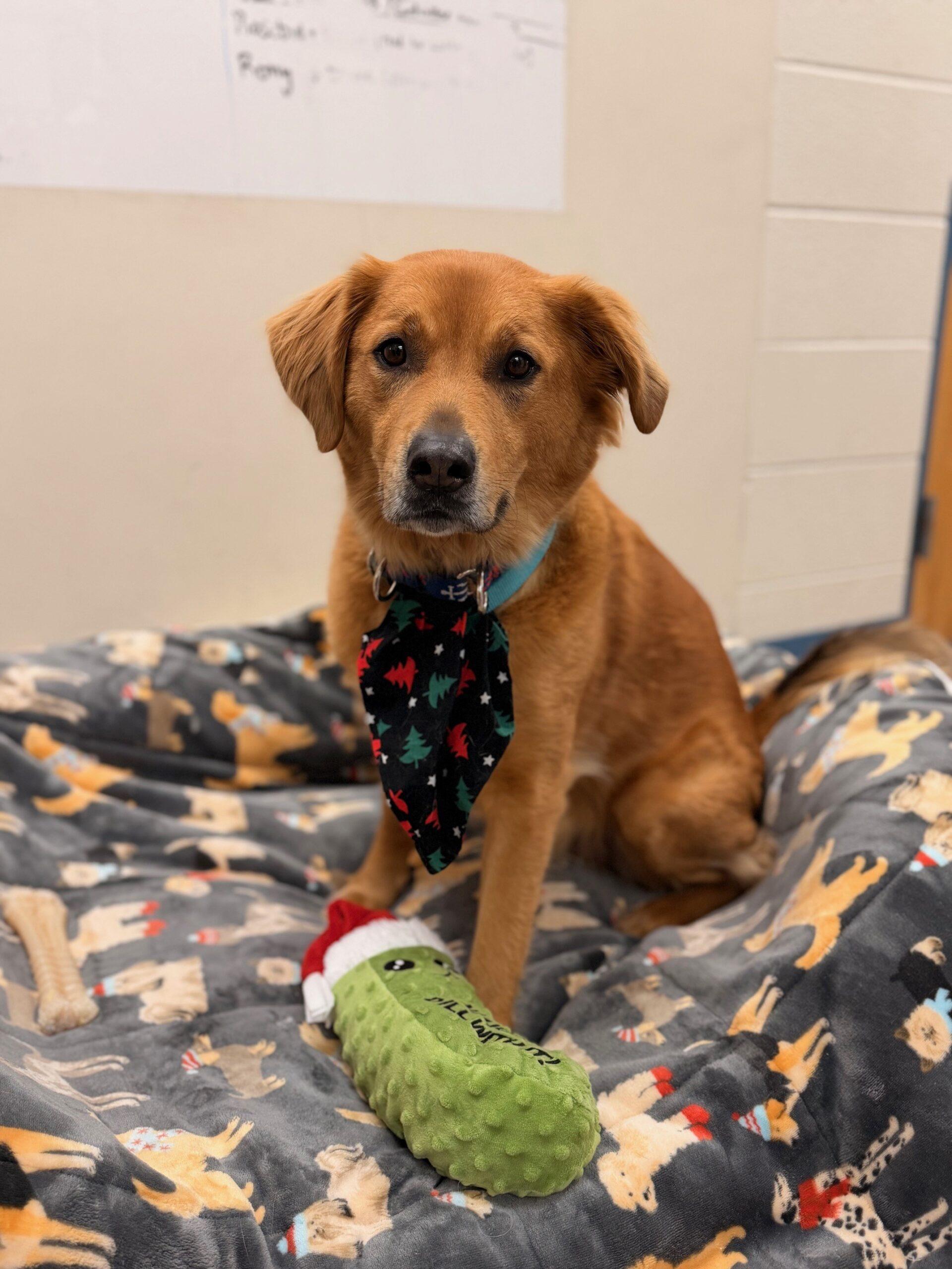 Enlarge Oakley, an adopted mixed breed in Hudson, MA image 3/4