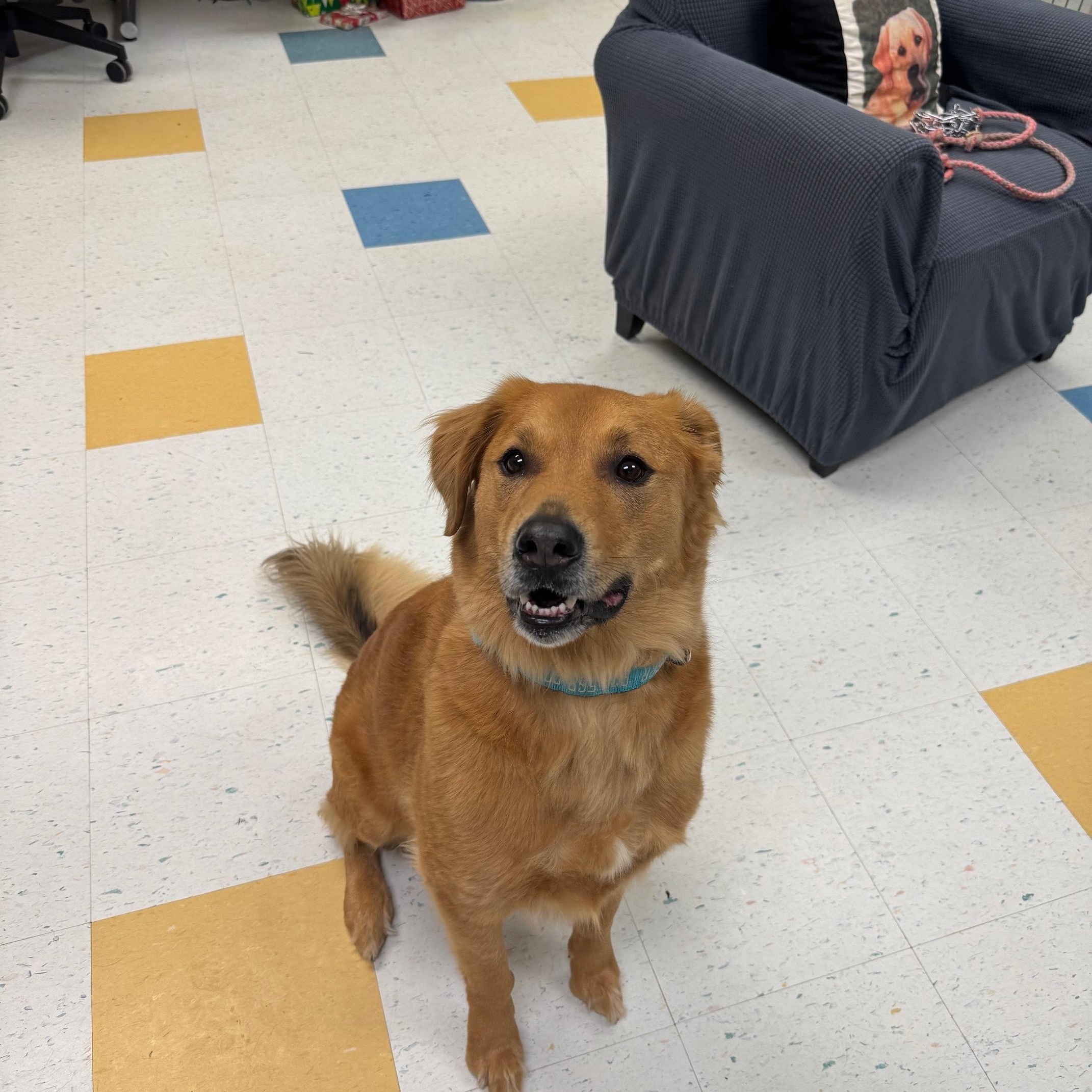 Enlarge Oakley, an adopted mixed breed in Hudson, MA image 2/4