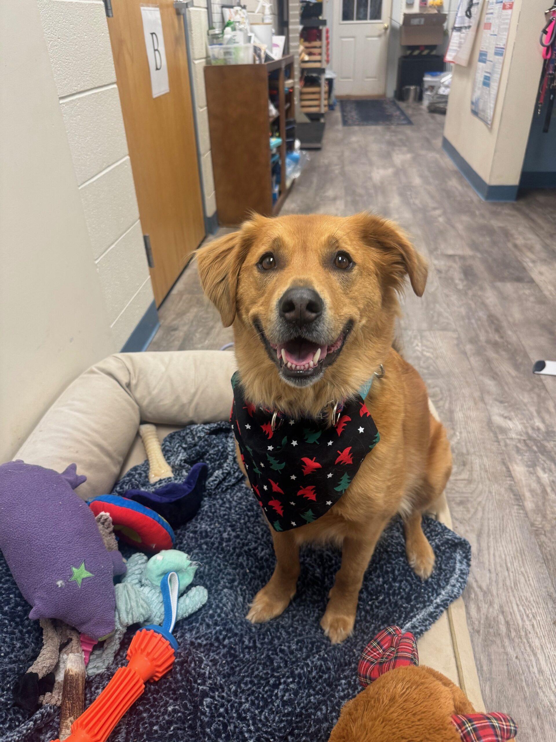 Enlarge Oakley, an adopted mixed breed in Hudson, MA image 4/4