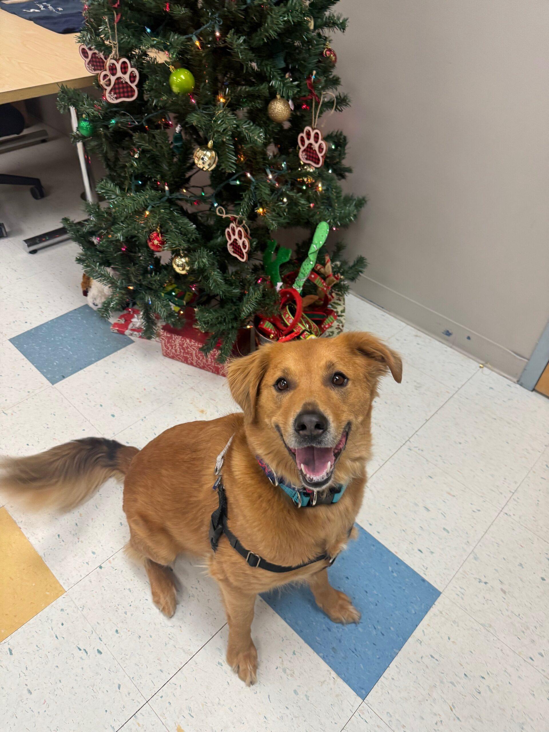 Oakley, ADOPTABLE, Adult Male Golden Retriever & German Shepherd Dog.