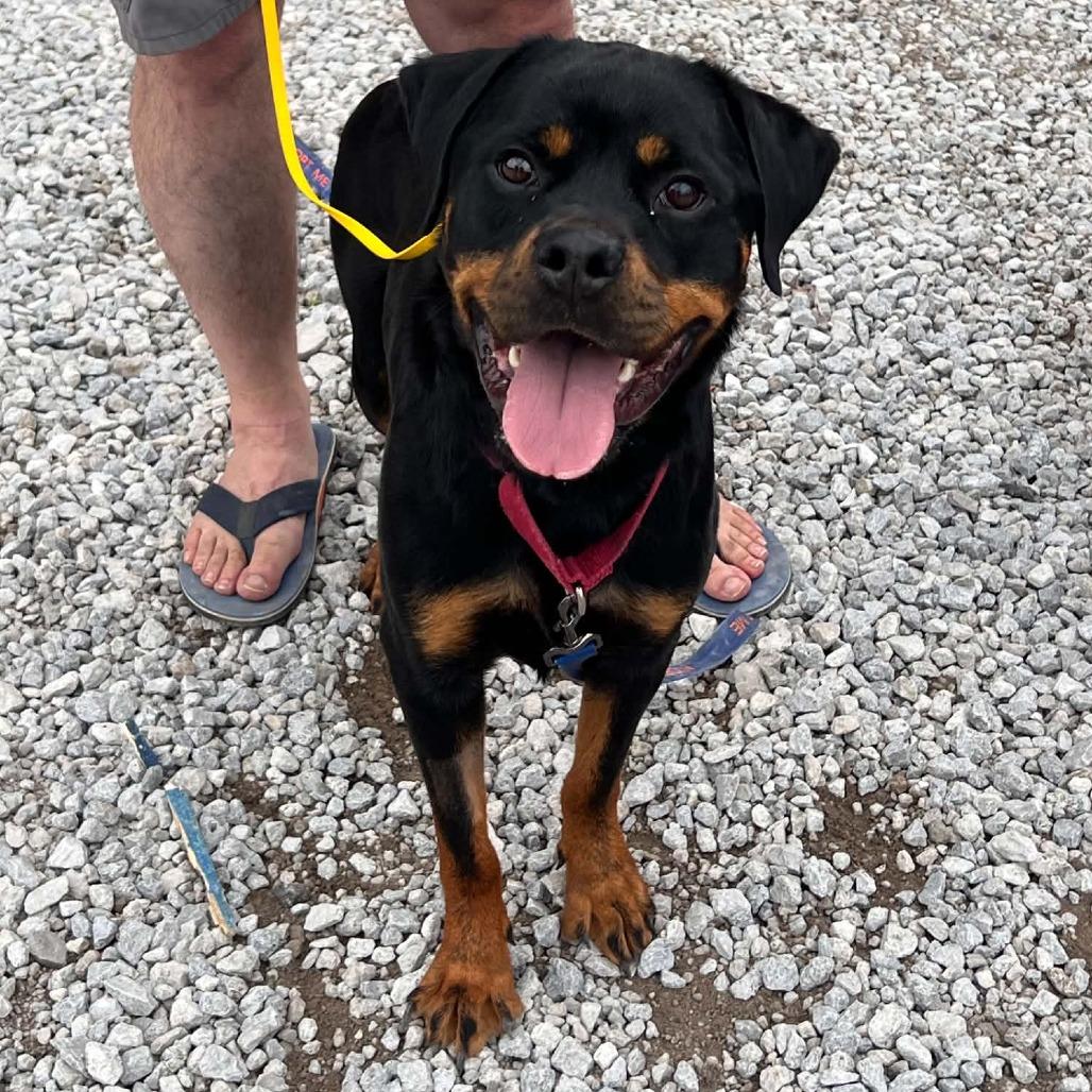 Enlarge Joker, a Adoptable Rottweiler in North Canton, OH image 1/6