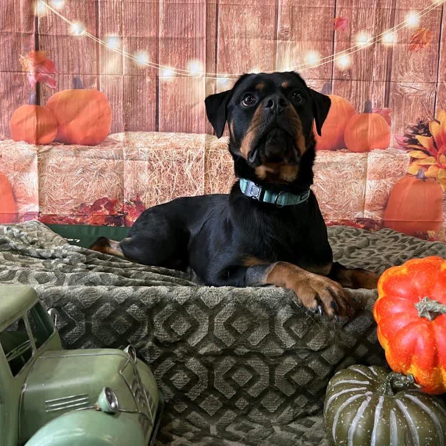 Enlarge Joker, a Adoptable Rottweiler in North Canton, OH image 1/4