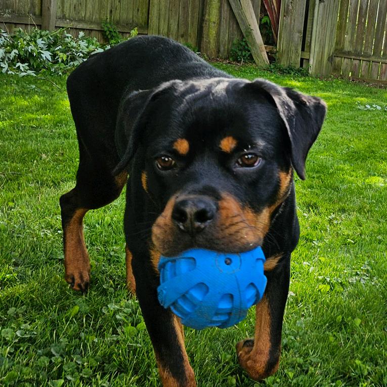 Enlarge Joker, a Adoptable Rottweiler in North Canton, OH image 2/4