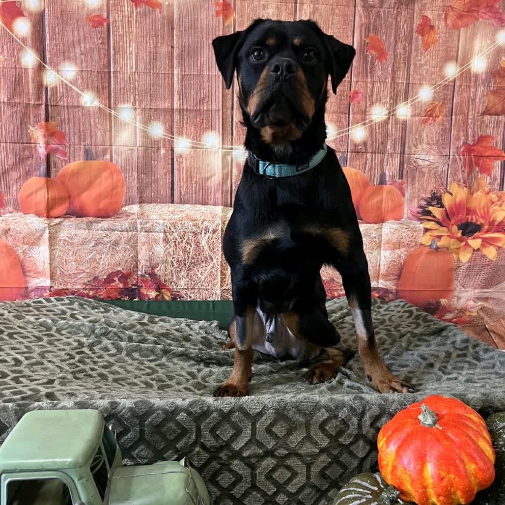 Enlarge Joker, a Adoptable Rottweiler in North Canton, OH image 3/4
