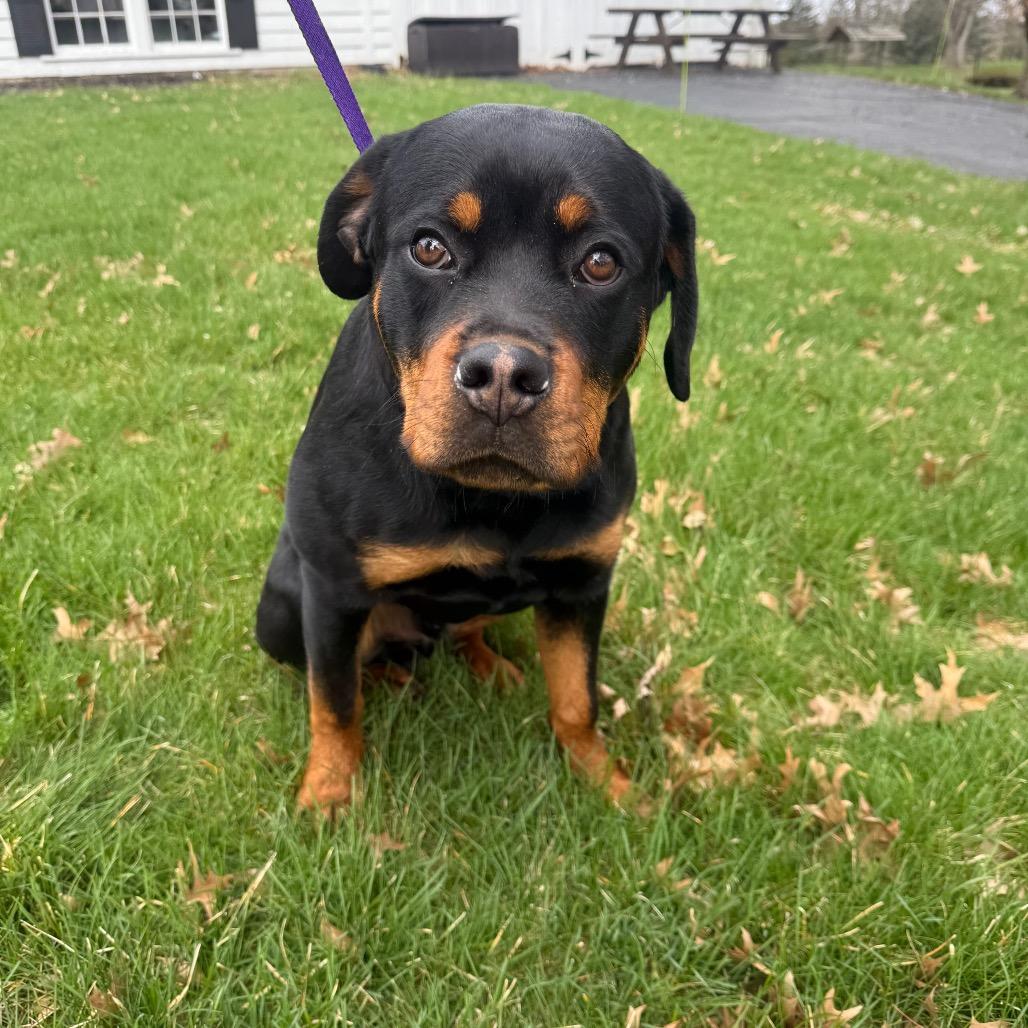 Enlarge Joker, a Adoptable Rottweiler in North Canton, OH image 4/4