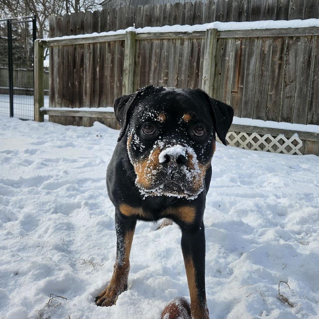 Enlarge Joker, a Adoptable Rottweiler in North Canton, OH image 3/5
