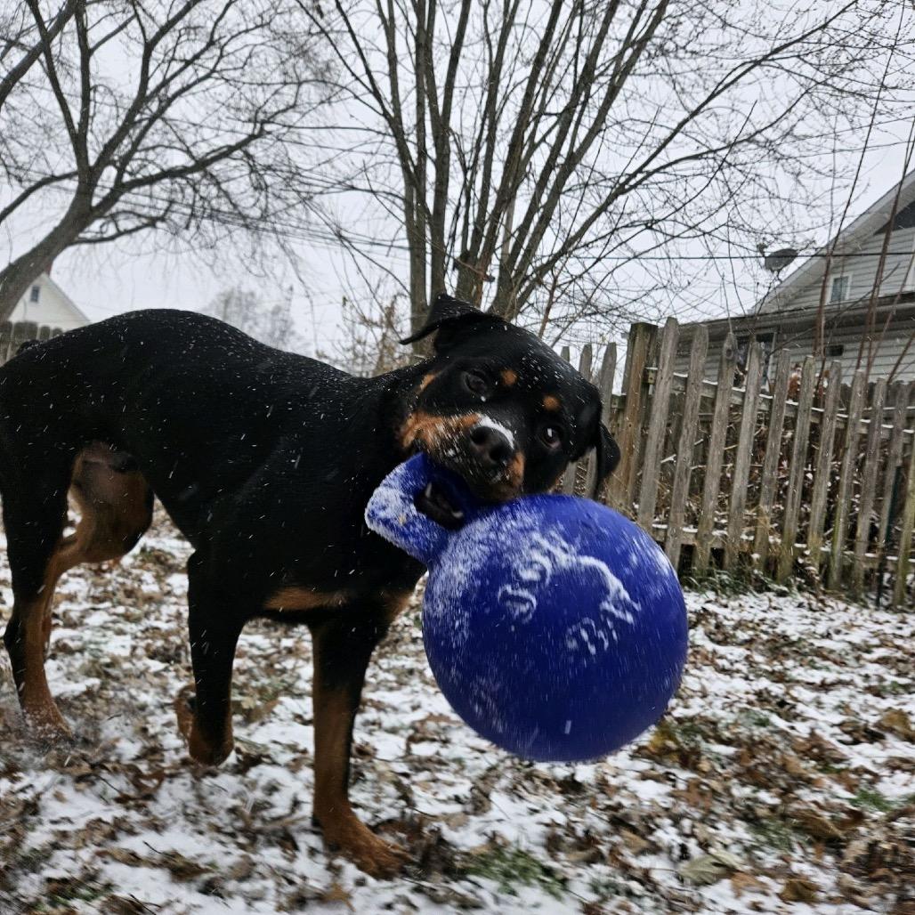 Enlarge Joker, a Adoptable Rottweiler in North Canton, OH image 4/5