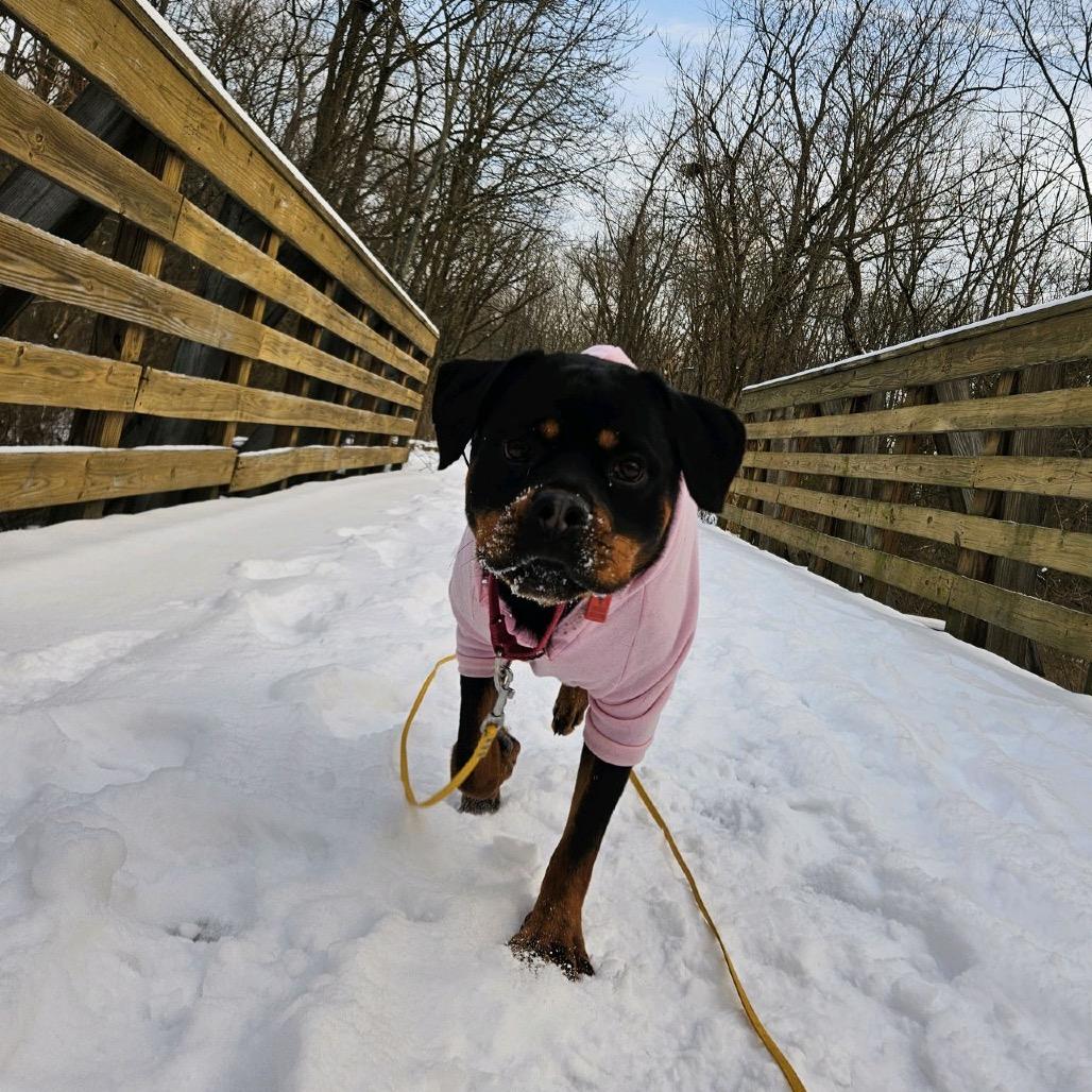 Enlarge Joker, a Adoptable Rottweiler in North Canton, OH image 5/5