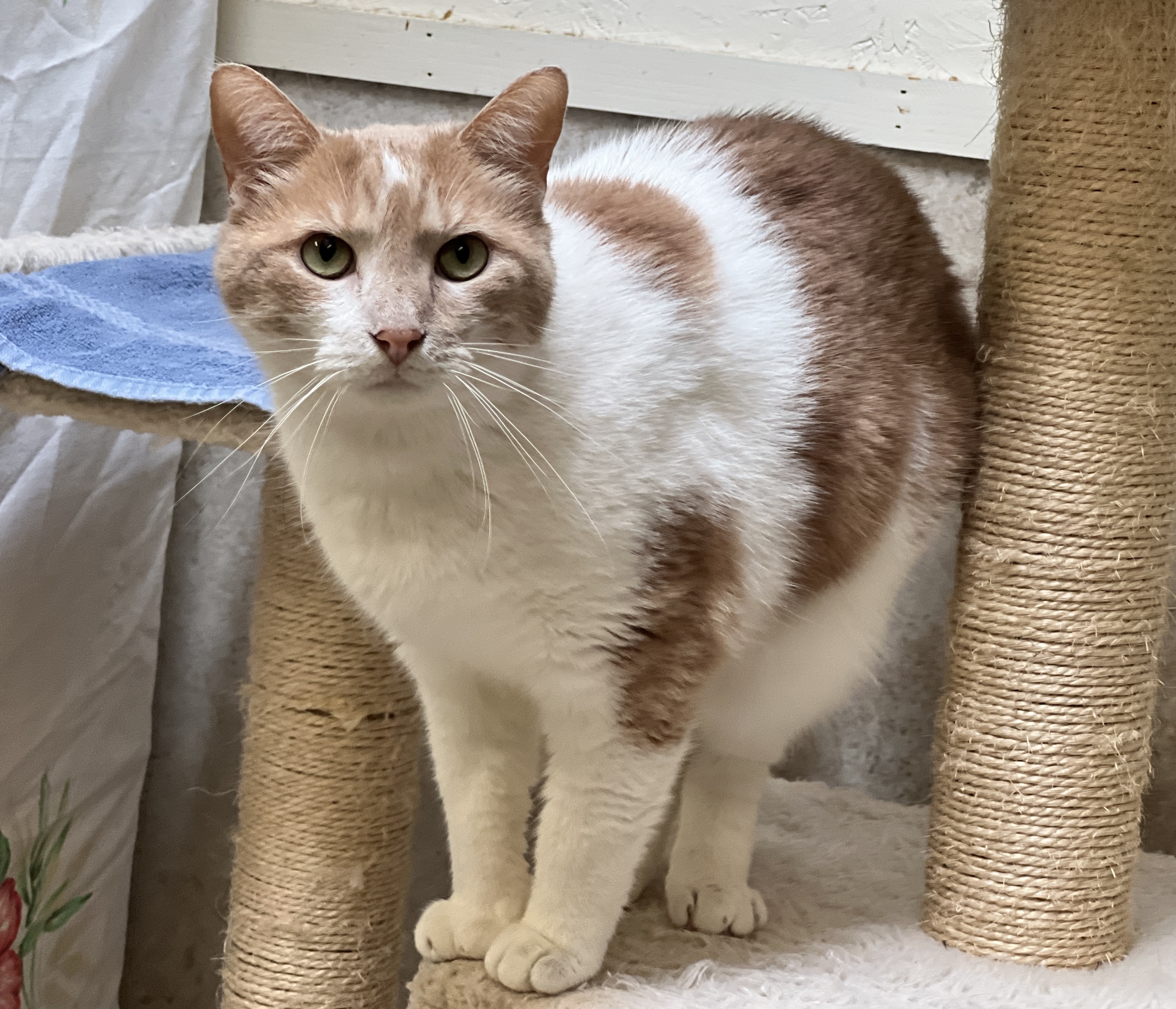 Tawny — thumbnail 2