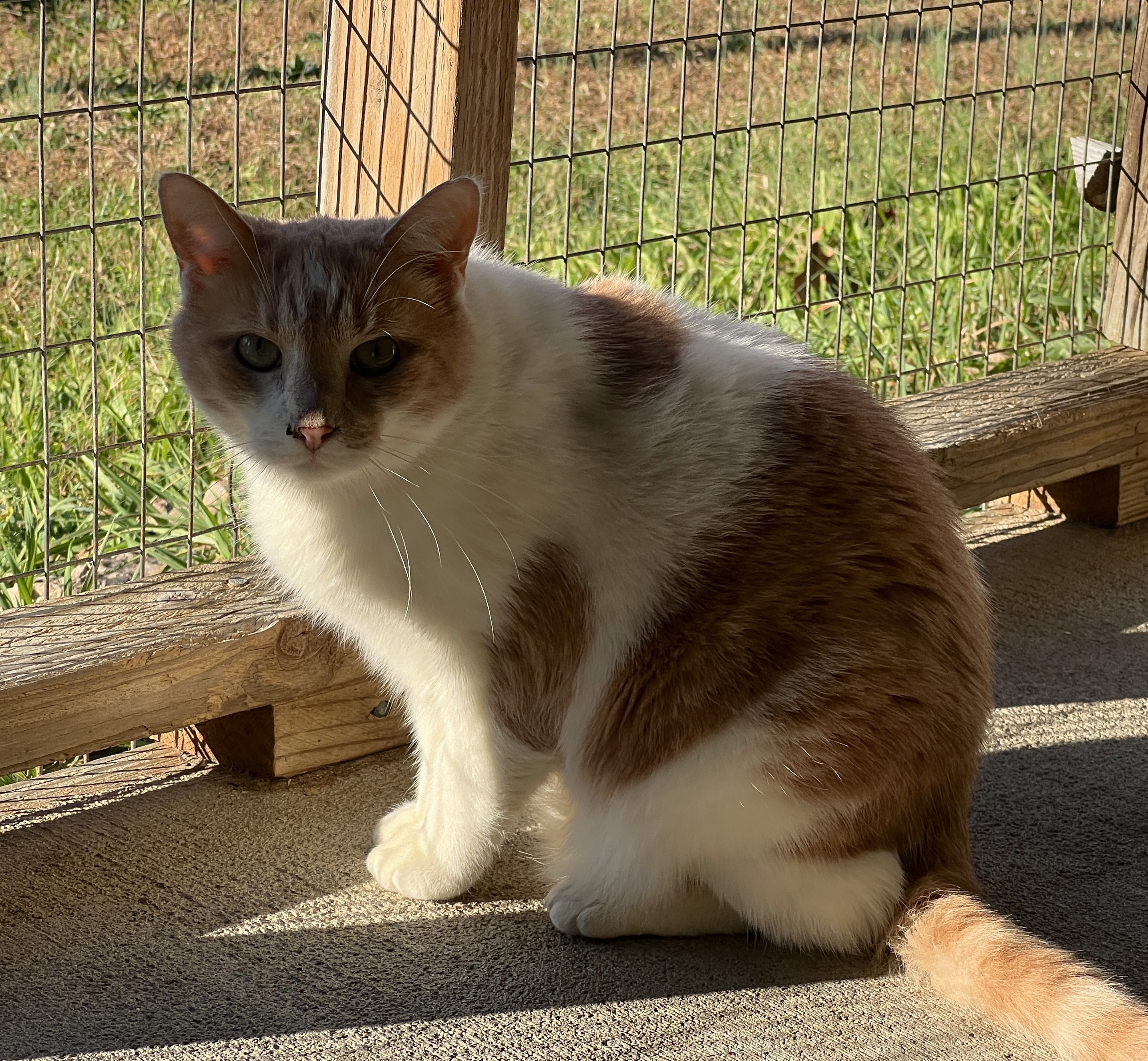 Tawny — thumbnail 3