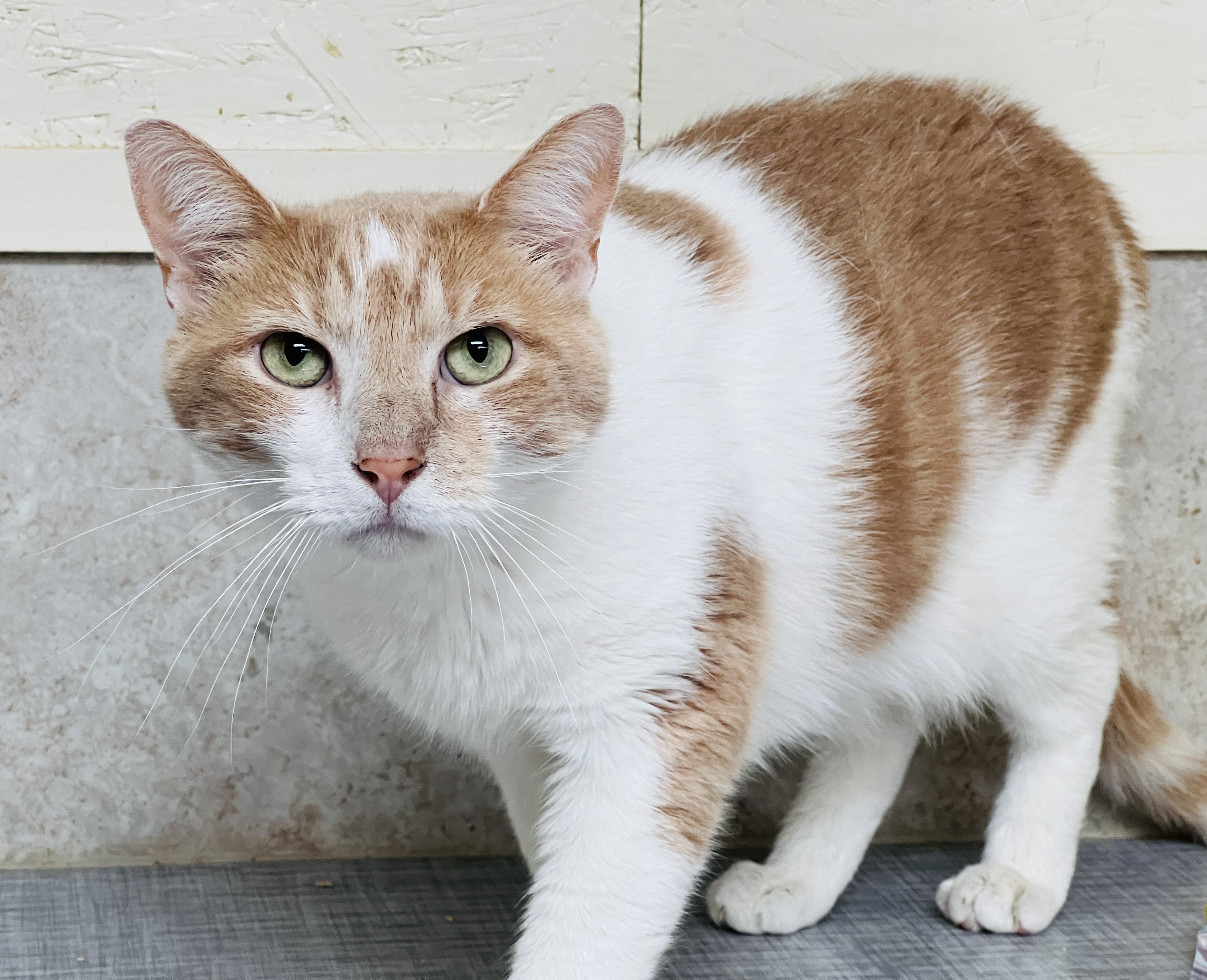 Tawny — thumbnail 5