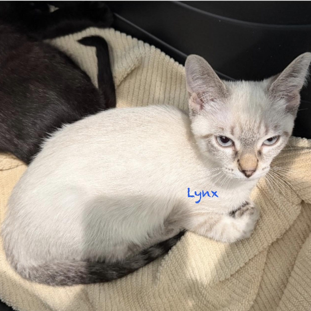 Lynx, adopted, Kitten Female Siberian.