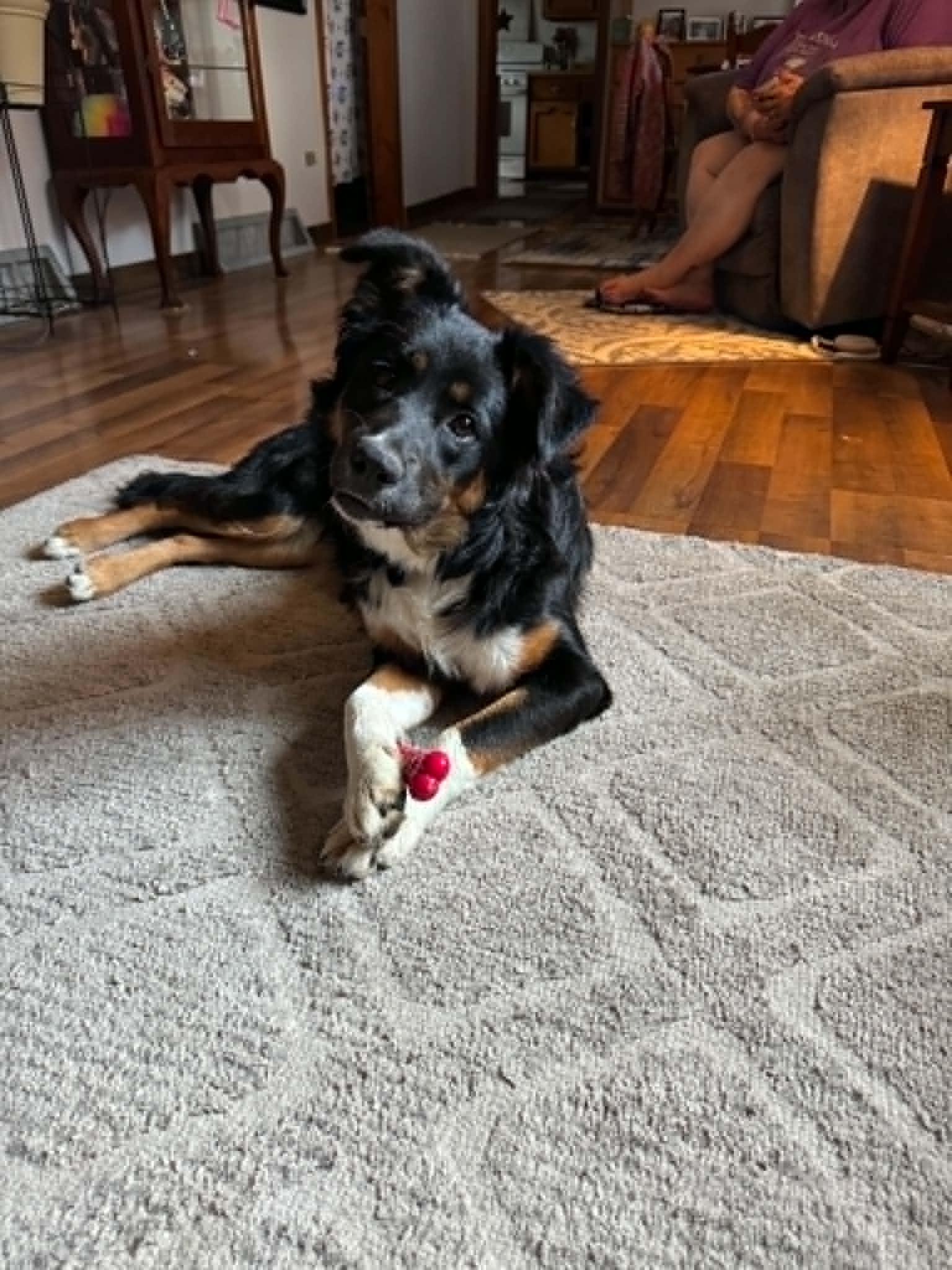 Enlarge Jessie, a ADOPTABLE mixed breed in Creston, IA image 1/4
