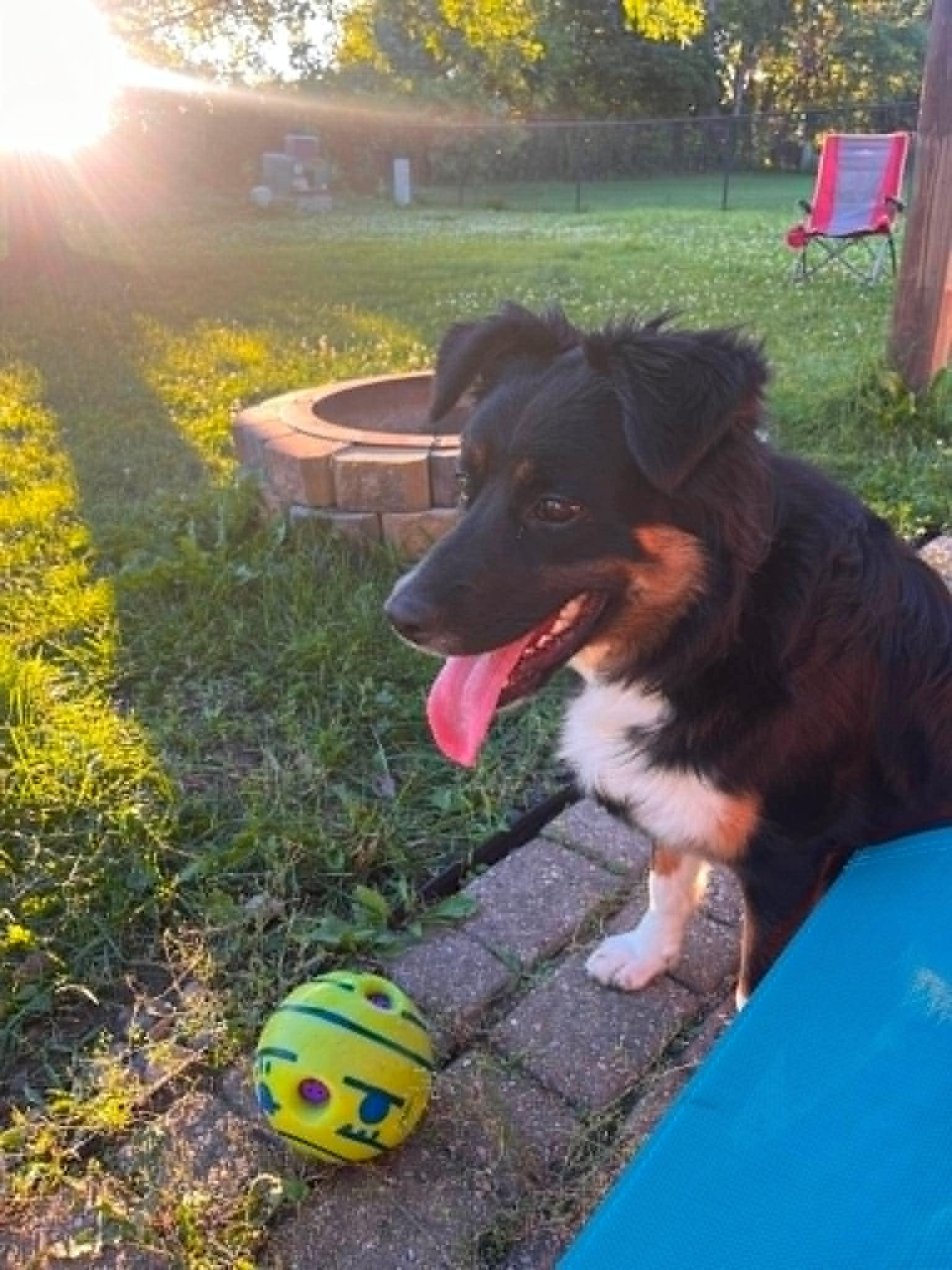 Jessie, adoptable, Young Female Border Collie & Australian Shepherd.