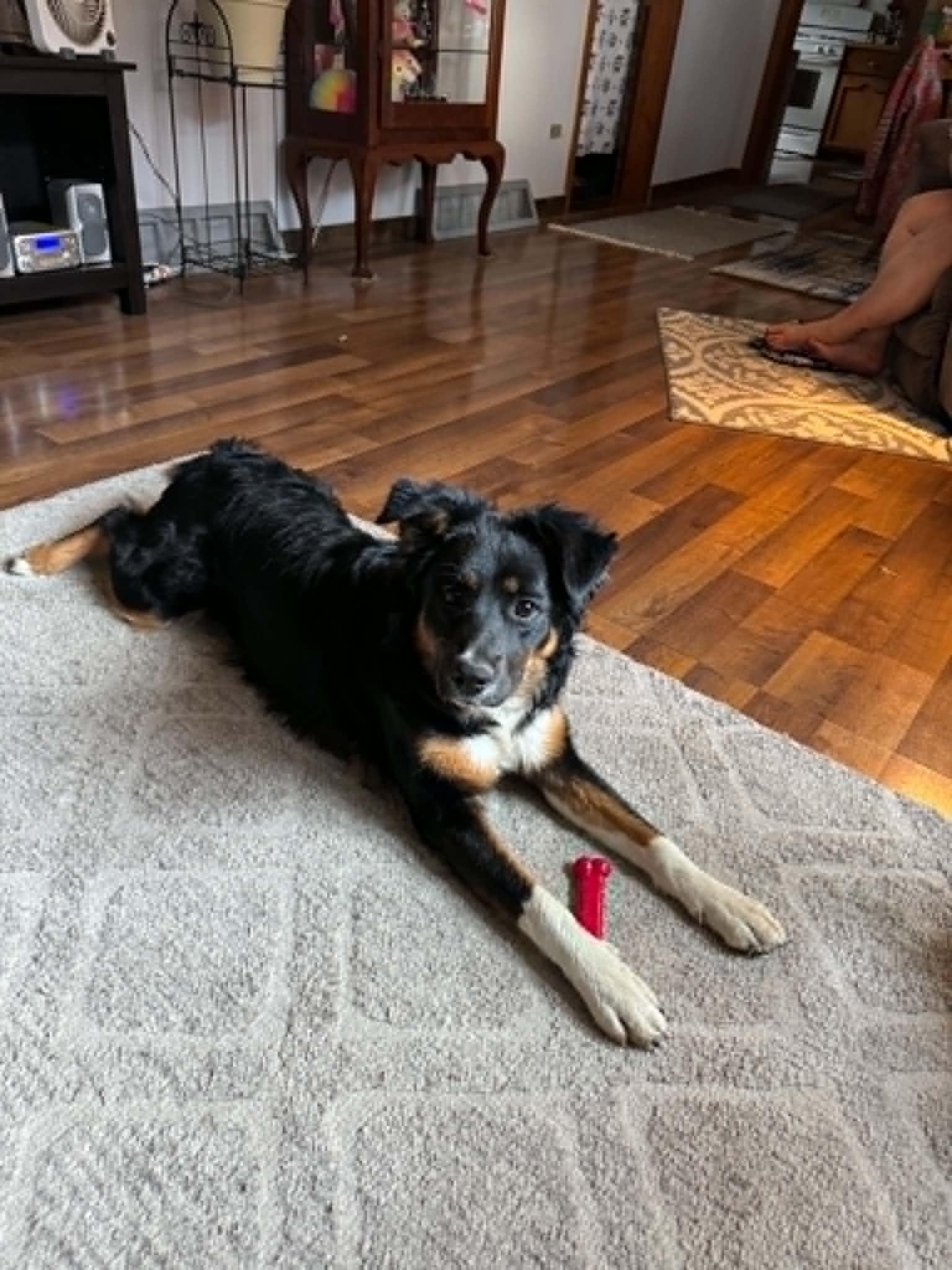 Enlarge Jessie, a ADOPTABLE mixed breed in Creston, IA image 2/4