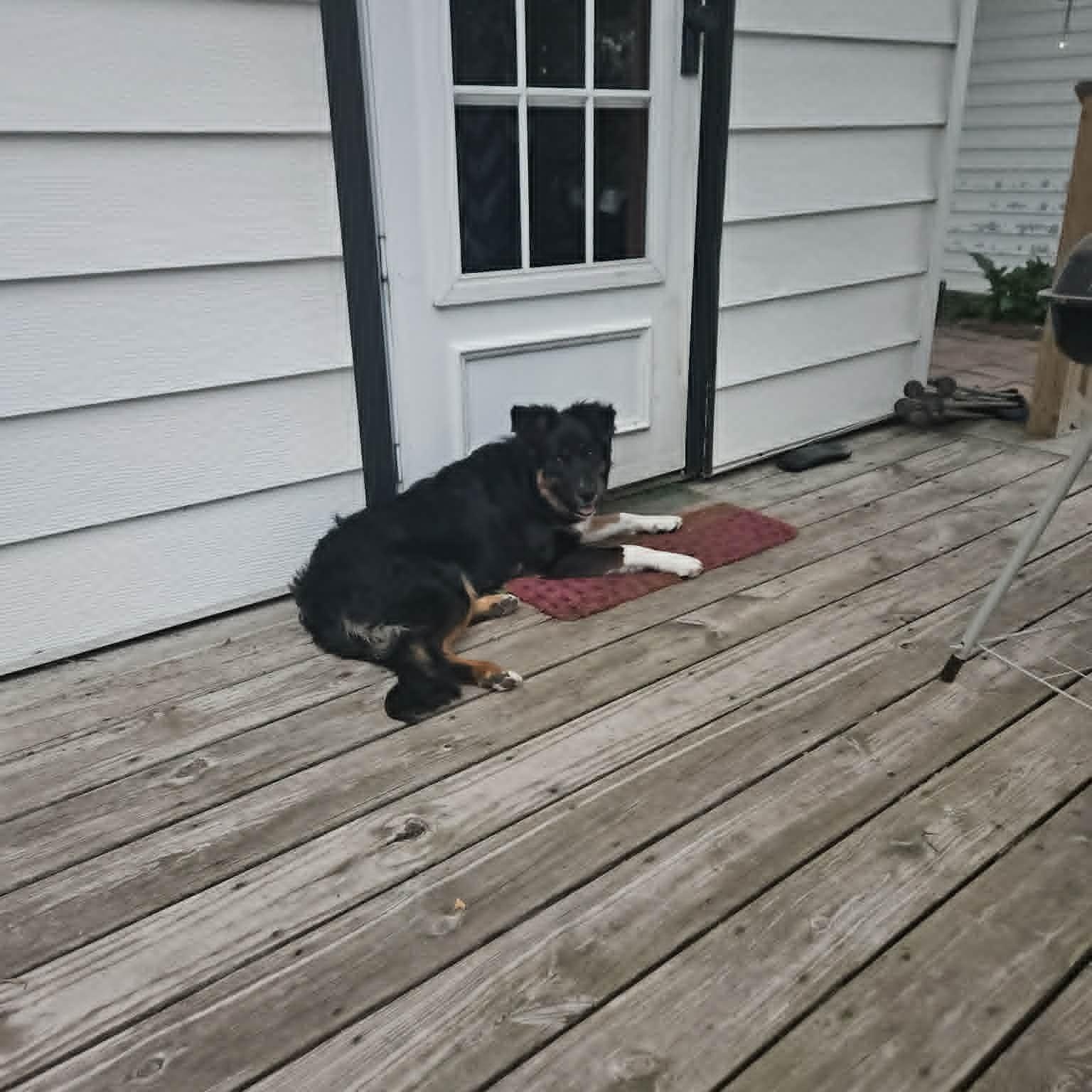 Enlarge Jessie, a ADOPTABLE mixed breed in Creston, IA image 4/4