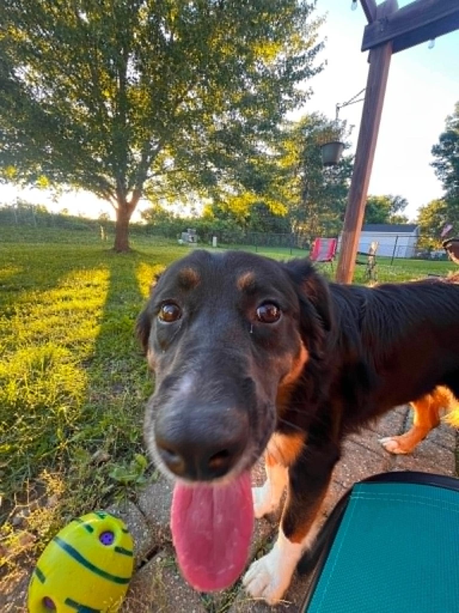 Jessie, an adoptable mixed breed in Creston, IA image 2/6