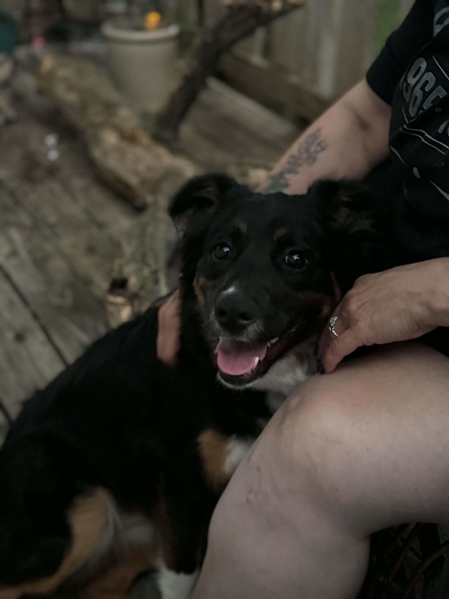 Jessie, an adoptable mixed breed in Creston, IA image 5/6